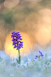 Kleines Knabenkraut / Kleines Knabenkraut - Anacamptis morio