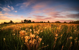 Evening Meadow / ***