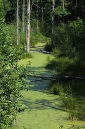 swamp / ***