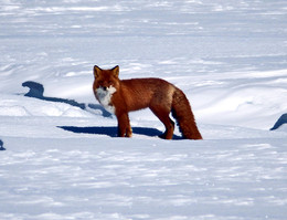 Saffron milk cap / ***