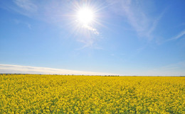Field / ***