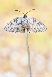 Schachbrett / Schachbrettfalter - Melanargia galathea