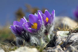 Pulsatilla Crimean / ***