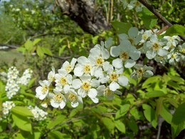 Bird cherry blossoms / ***
