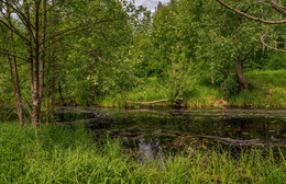 June morning / ***