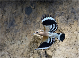 hoopoe / ***