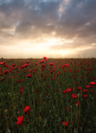 Morning poppies / ***