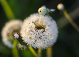 Taraxacum / ***