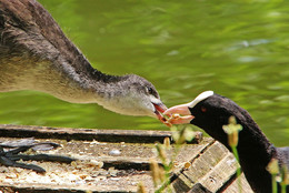 feeding / ***