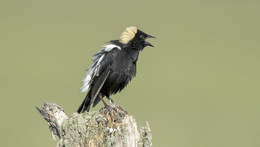 Bobolink / ***