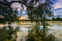Old pond ... / ***