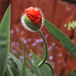 Red Poppy / ***