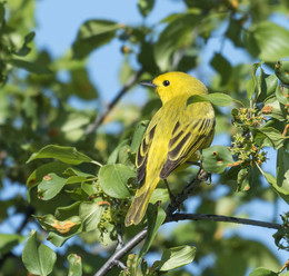 American yellow warbler / ***