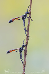 Gemeine Sandwespe / Gemeine Sandwespe - Ammophila sabulosa