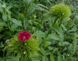 Beginning / &quot; &quot; &quot;