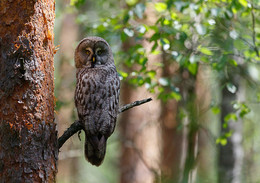 The great gray owl / ***