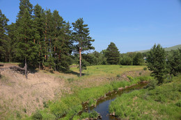 In a pine forest / ***