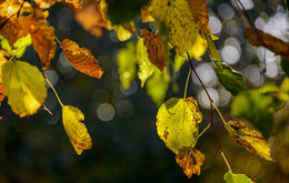 Autumn / ***