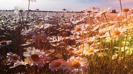 Camomile field / ***