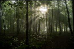 Morning in the forest / ***