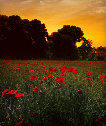 Poppy sunset / ***