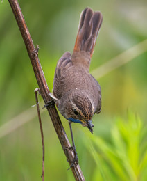 Bluethroat / ***