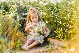 Camomile field / ***