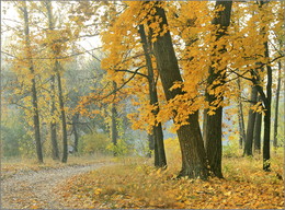 gold autumn / ***