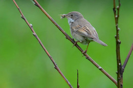 Gray Warbler / ***