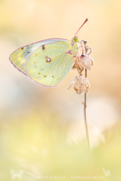 Gelbling / Gelbling - Colias....