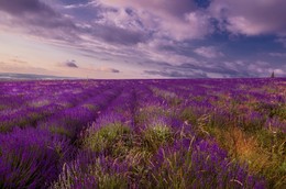 Lavender sunset / ***