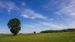 lone oak / ***