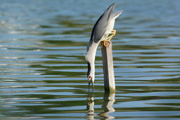 Mirror, mirror ... / ***