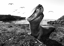 Call / Elephant Seal Vista Point - San Simeon, CA