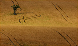 Harvest time. / ***