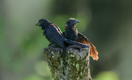 Smooth-billed ani / ***