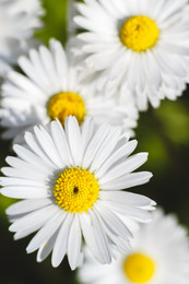 Daisies / ***