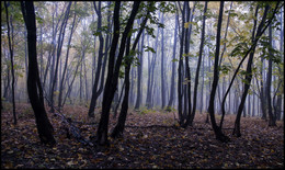 in the autumn forest / ***