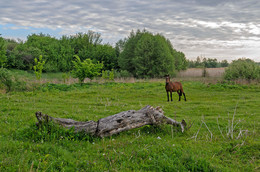 In the morning on a meadow / ***