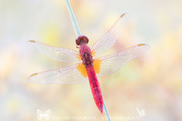 Feuerlibelle / Feuerlibelle - Crocothemis erythraea Männchen