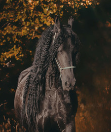 portrait of a horse / ***