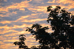 Maple sunrise (that same one at half past 4) / ***