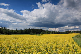 Vivid colors of summer / Rapeseed fields along the old road to Lahti