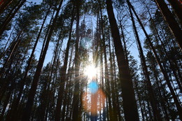Sun in the pines / ***