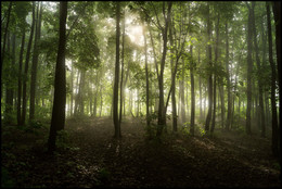 Morning in the forest / ***