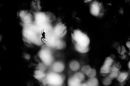 spider / ***