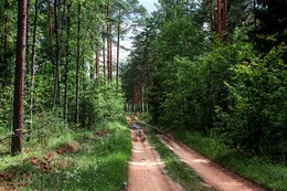 Forest Road / ***