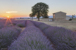 Lavender sunset / ***