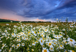 Chamomile ... / ***