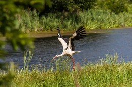 Stork / ***
